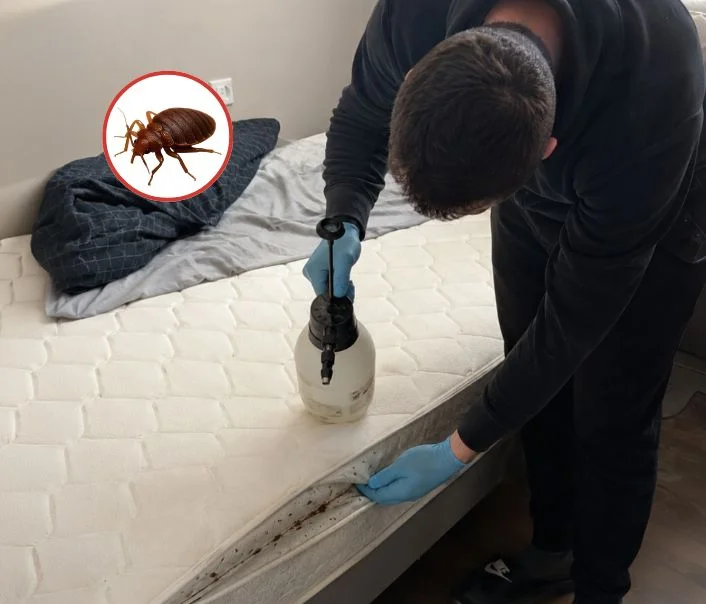 Technicien traitant un matelas contre les punaises de lit à Juvisy-sur-Orge